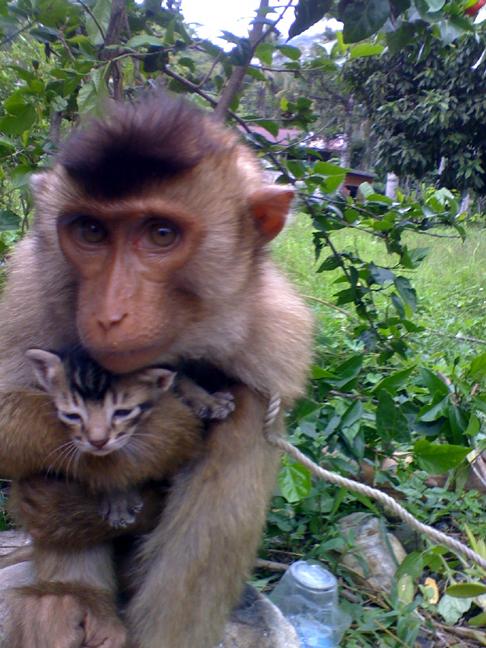 Pig Tailed Macaque getting a little too friendly with a kitten ...