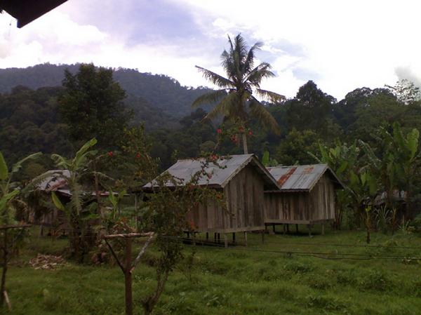 View of cabins in the rainforest of Sumatra