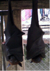 Fruit bats for sale for food, Indonesia