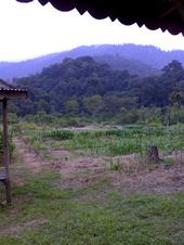 View from the cabins in the rainforest in Sumatra